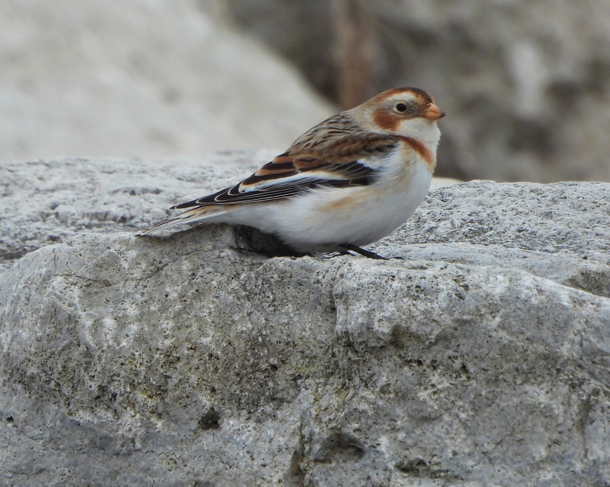 Snow Bunting - ML532325321