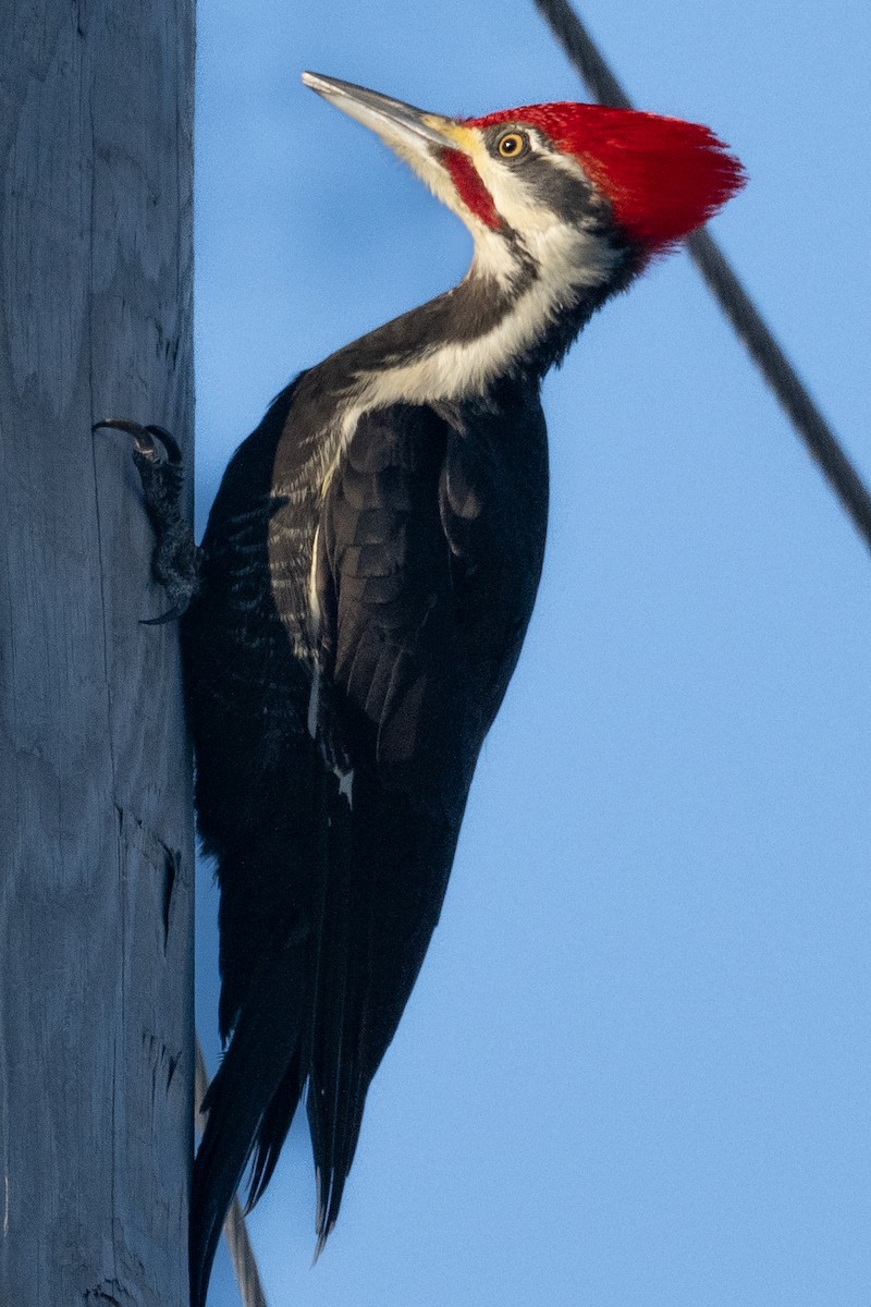 Pileated Woodpecker - ML532326641