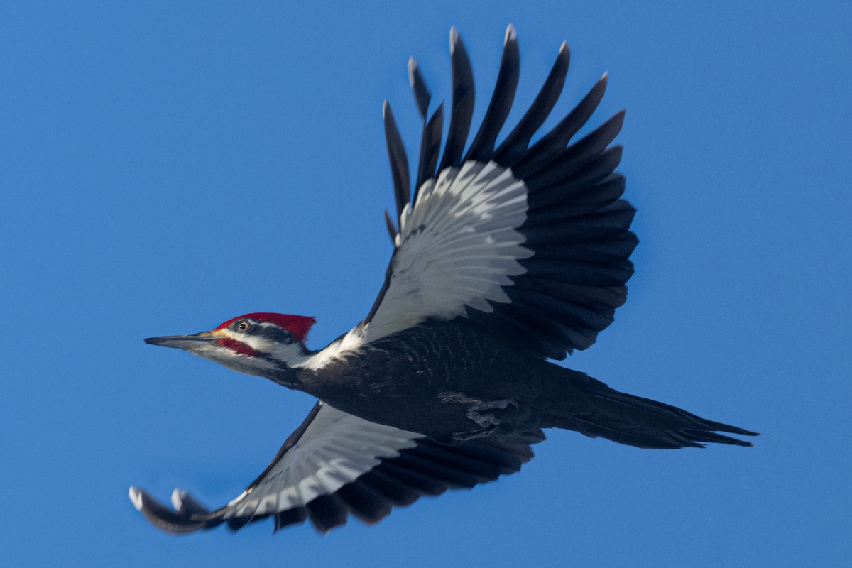 Pileated Woodpecker - ML532326651
