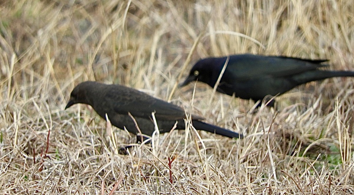 Brewer's Blackbird - ML532327291