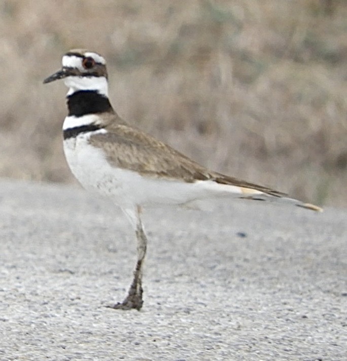 Killdeer - William Edwards