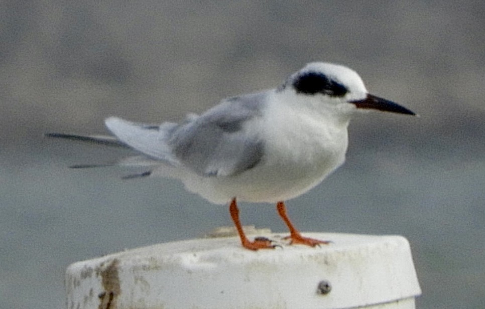 Forster's Tern - ML532327881