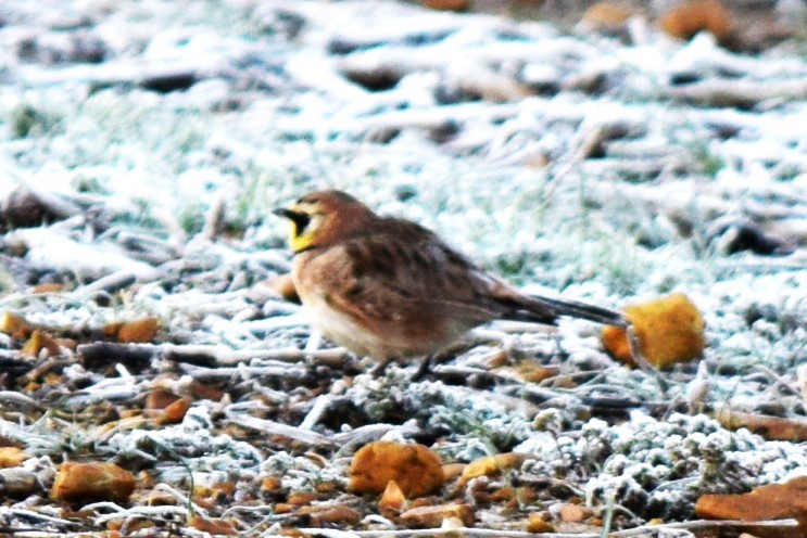 Horned Lark - Nancy Price