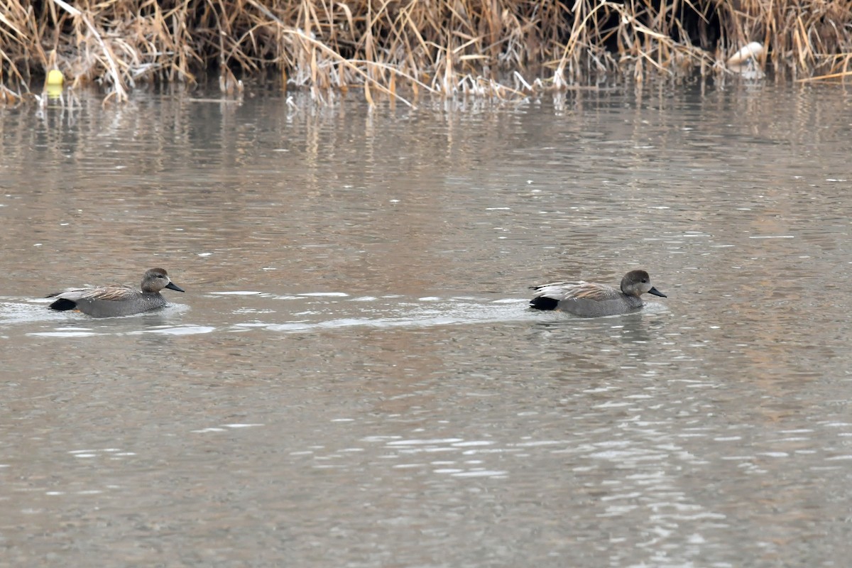 Gadwall - ML532328151