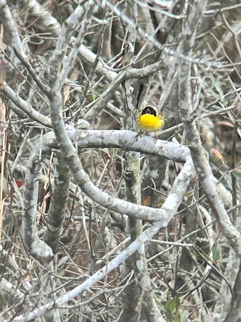 Common Yellowthroat - ML532328791