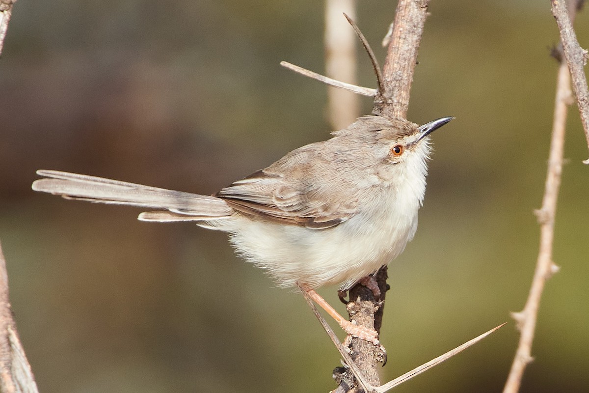 Pale Prinia - ML532329191