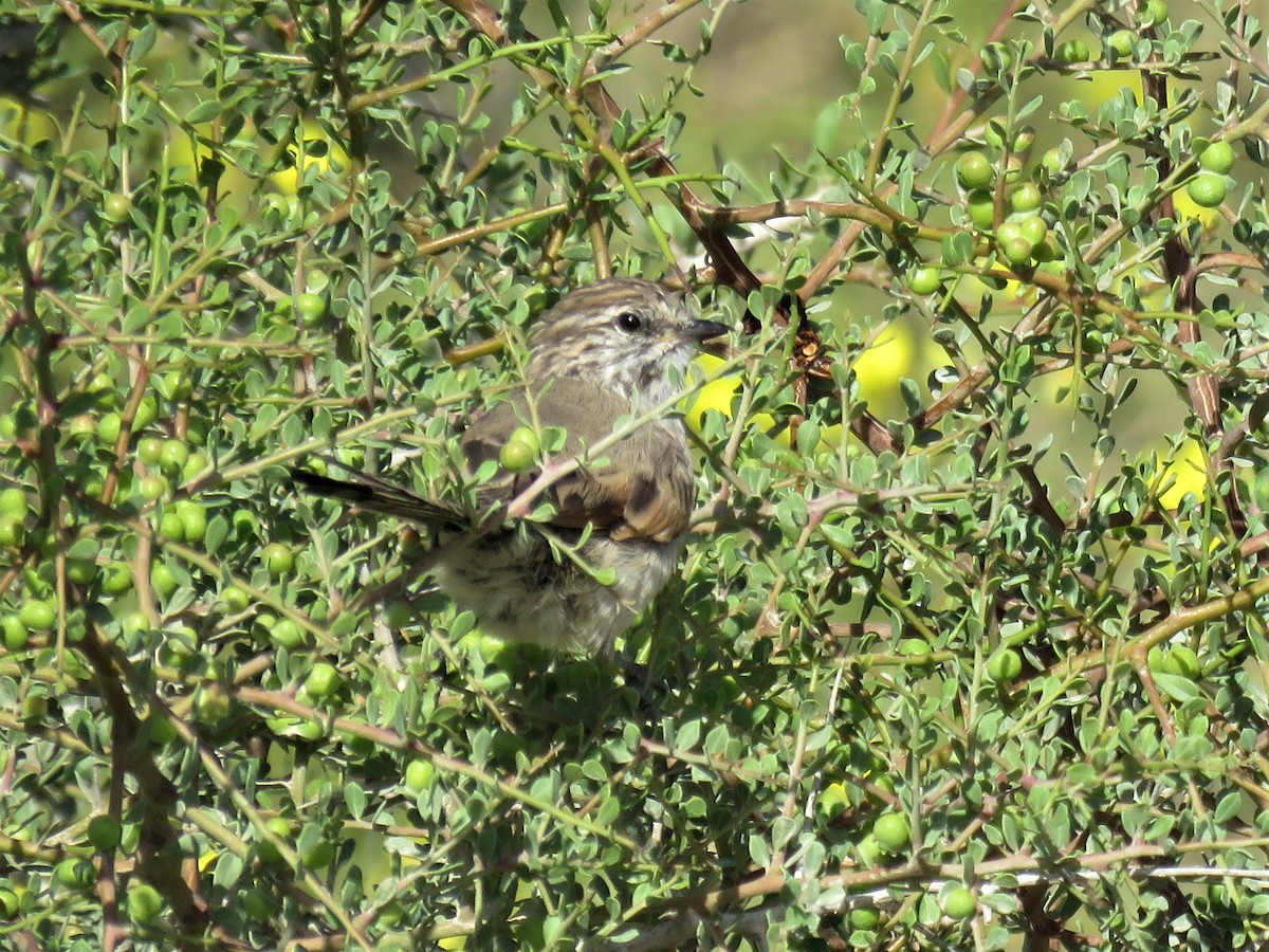 Plain-mantled Tit-Spinetail - ML532329741