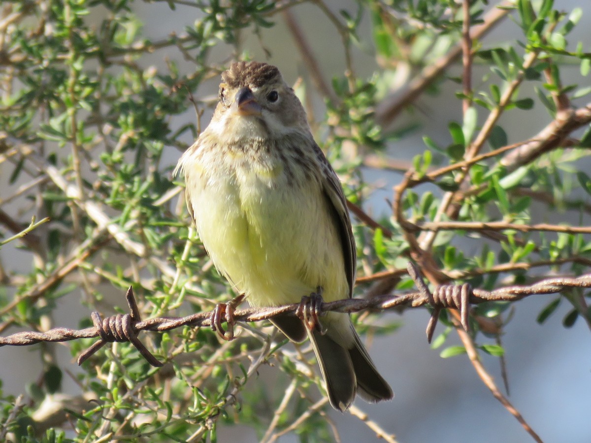 Grassland Yellow-Finch - ML532329911