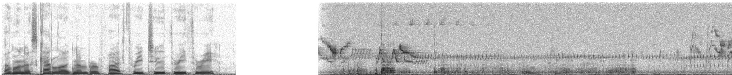 Gray-cheeked Thrush - ML53233