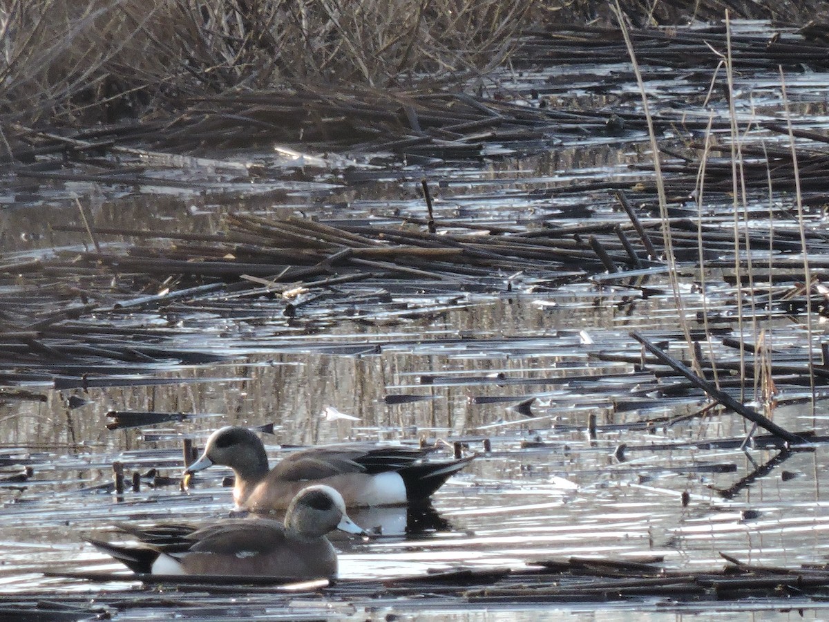 American Wigeon - ML53233001