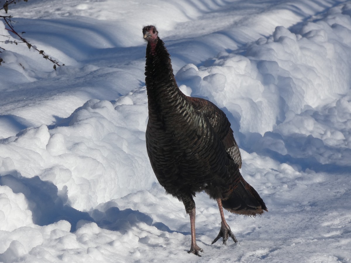 Wild Turkey - ML532330231