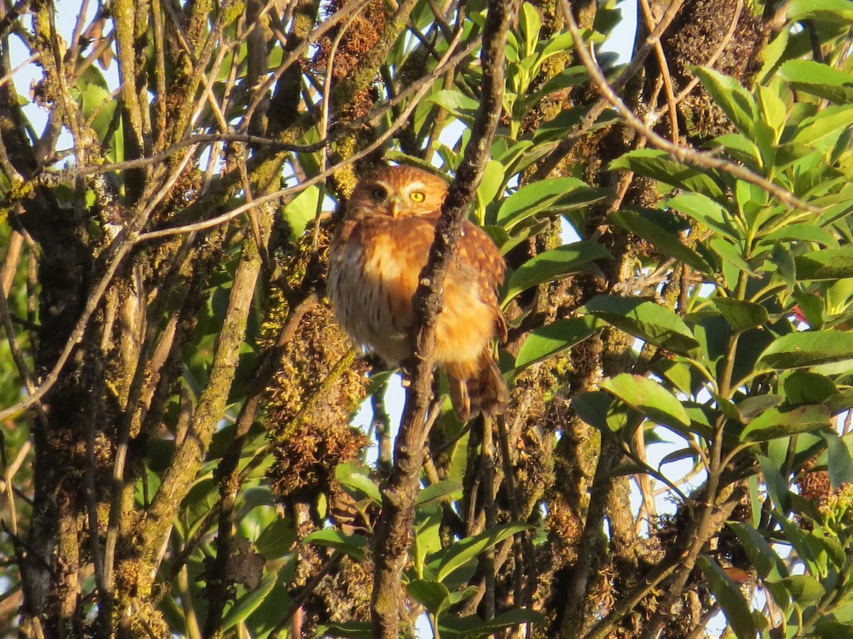 Andean Pygmy-Owl - ML532330441