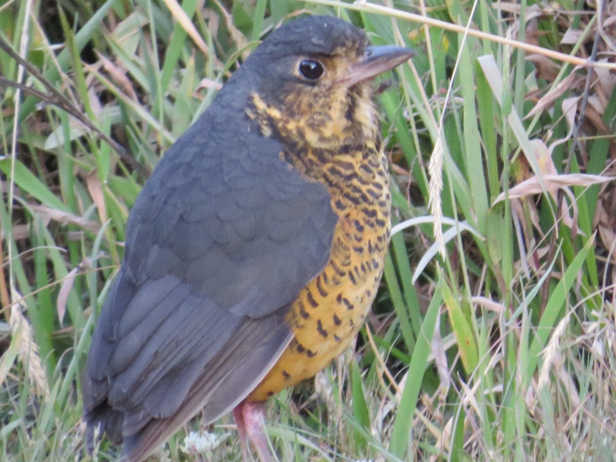 Undulated Antpitta - ML532331541
