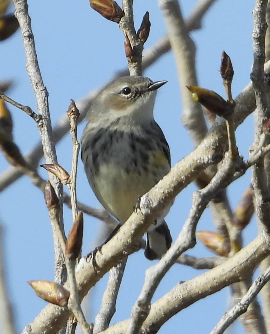 Yellow-rumped Warbler - ML532332361