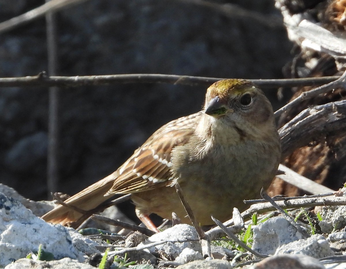 Golden-crowned Sparrow - Chris Wilson