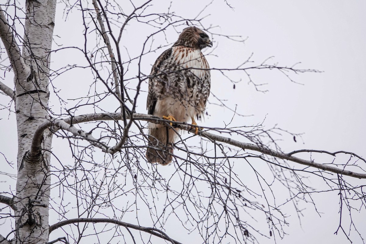 Red-tailed Hawk - ML532332711