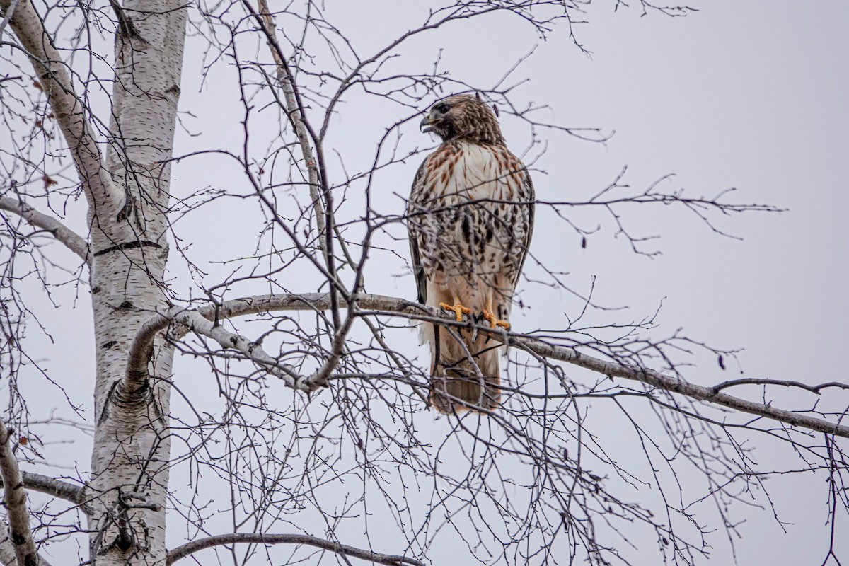 Red-tailed Hawk - ML532332721