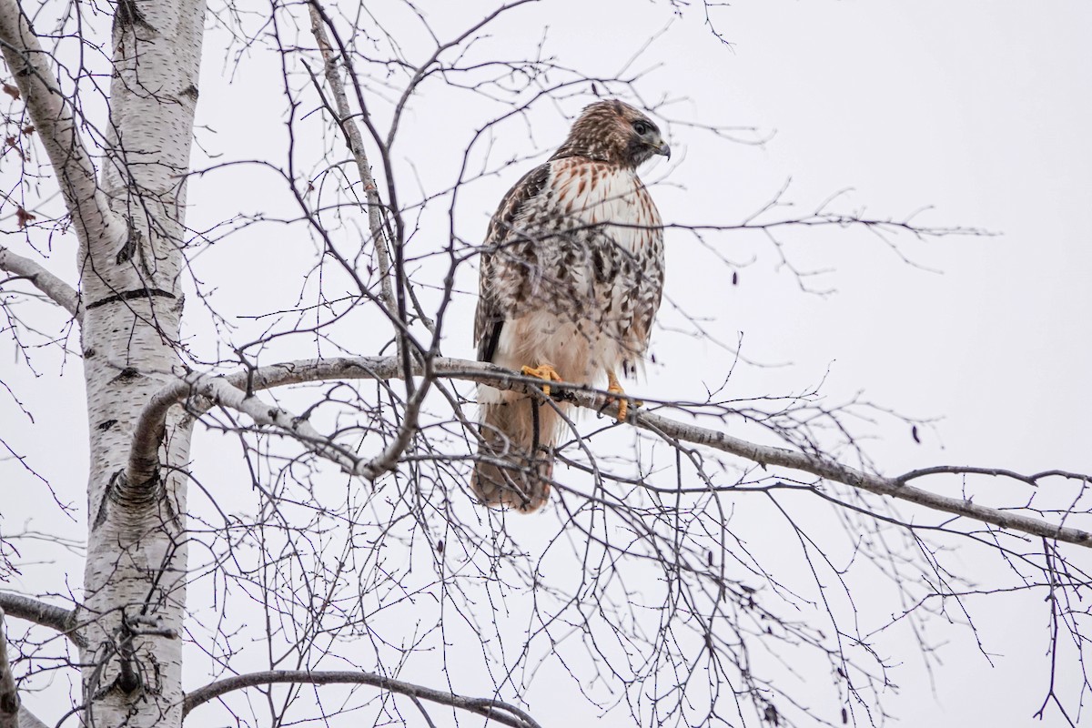 Red-tailed Hawk - ML532332731