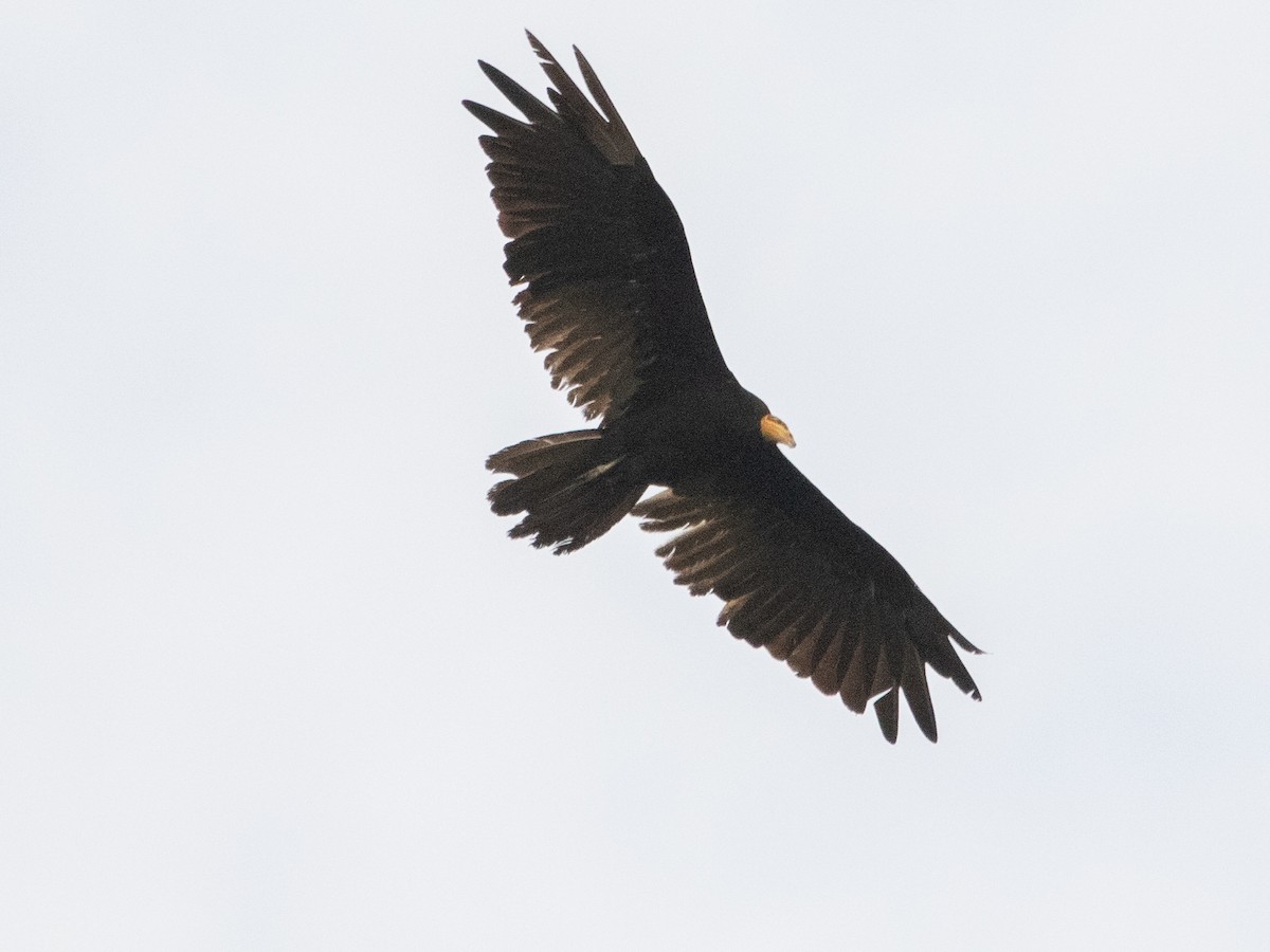 Greater Yellow-headed Vulture - ML532333631