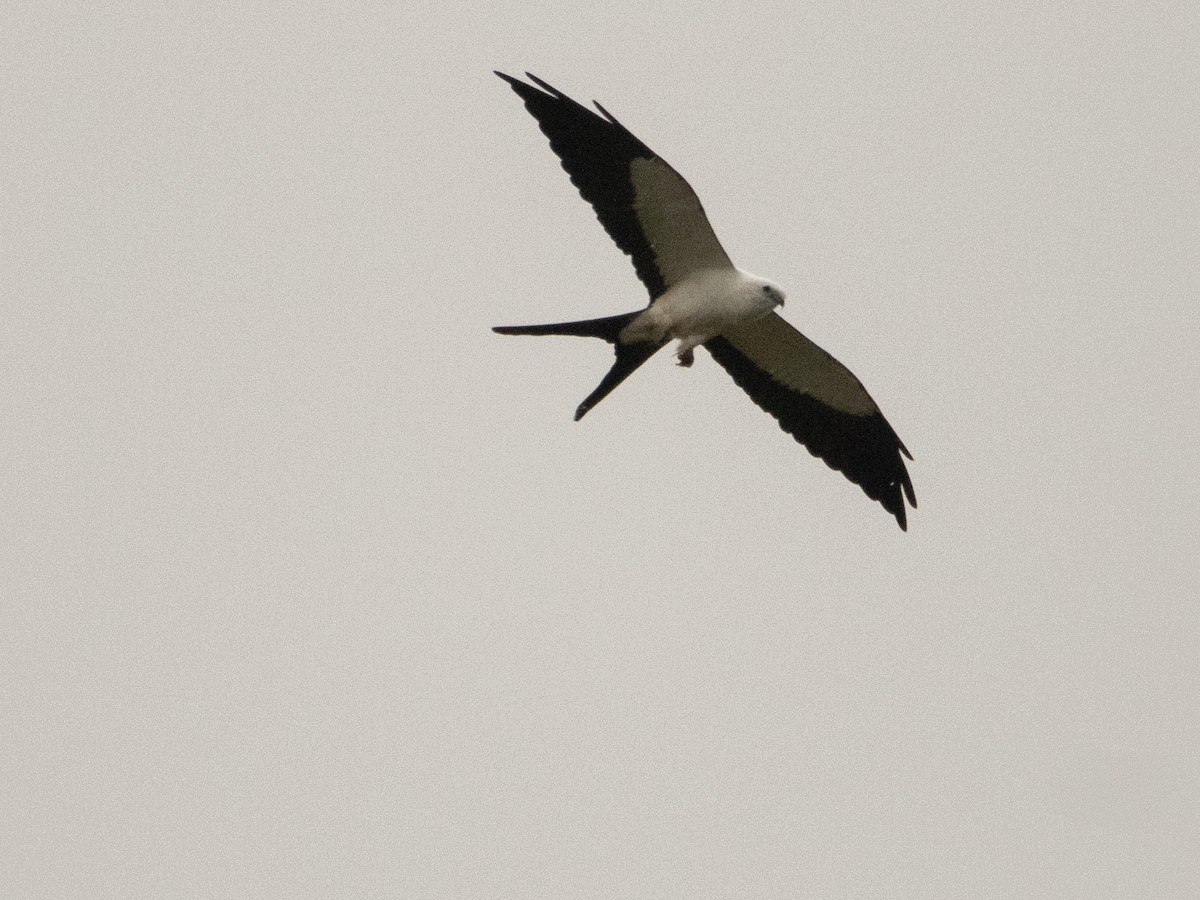 Swallow-tailed Kite - ML532333641