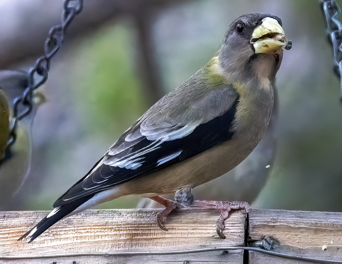 Evening Grosbeak - ML532333971