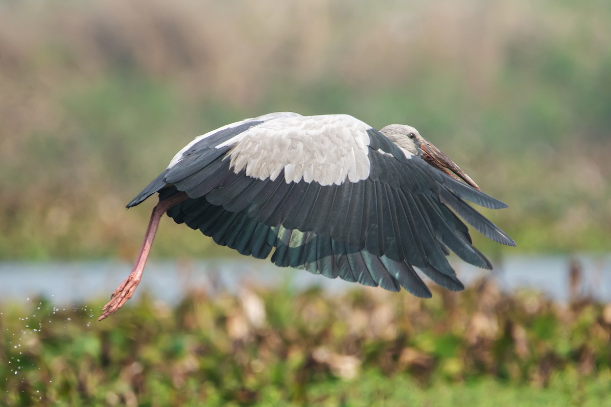 Asian Openbill - ML532334051