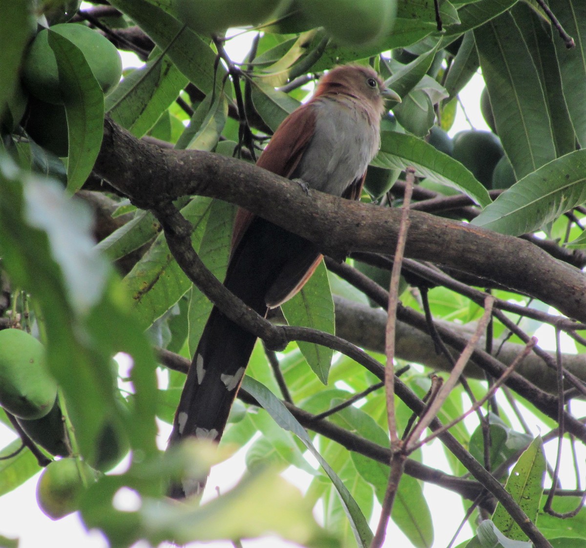 Squirrel Cuckoo - ML53233431