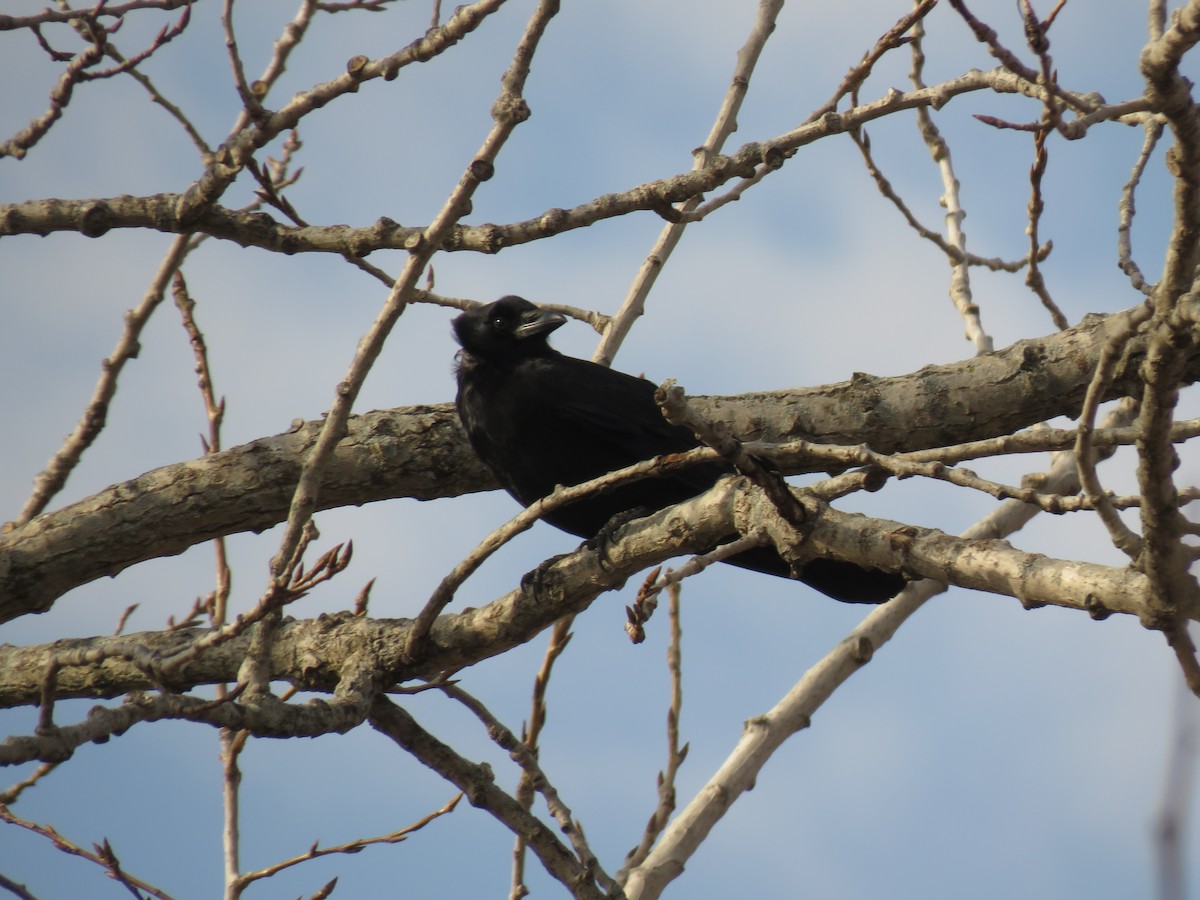 American Crow - ML532334861