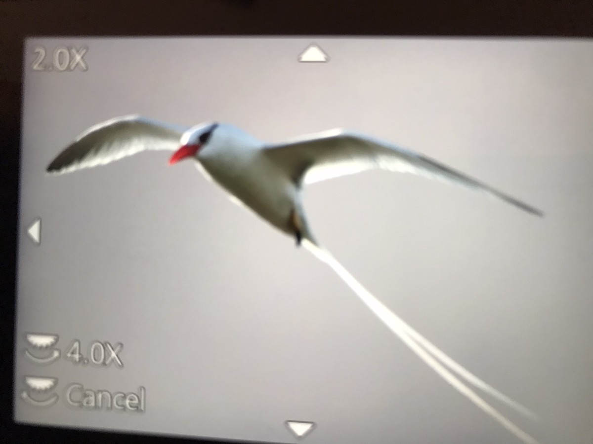 Red-billed Tropicbird - ML532334871