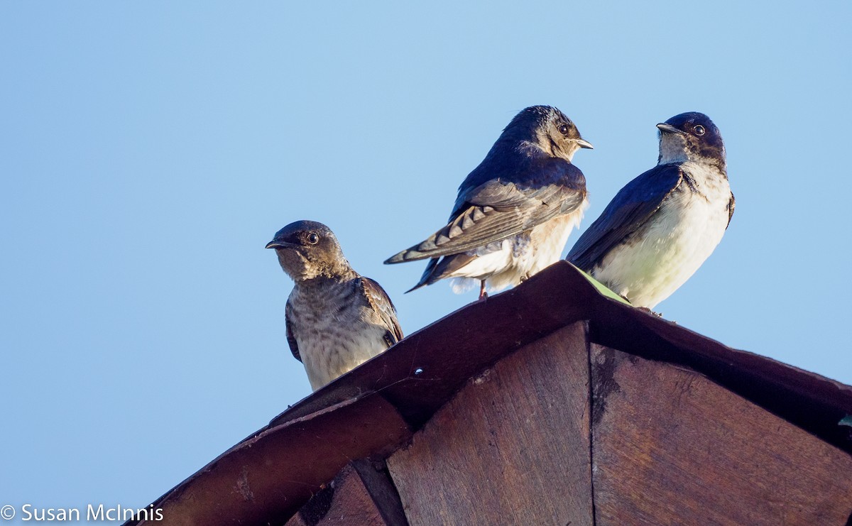 Gray-breasted Martin - ML532335441