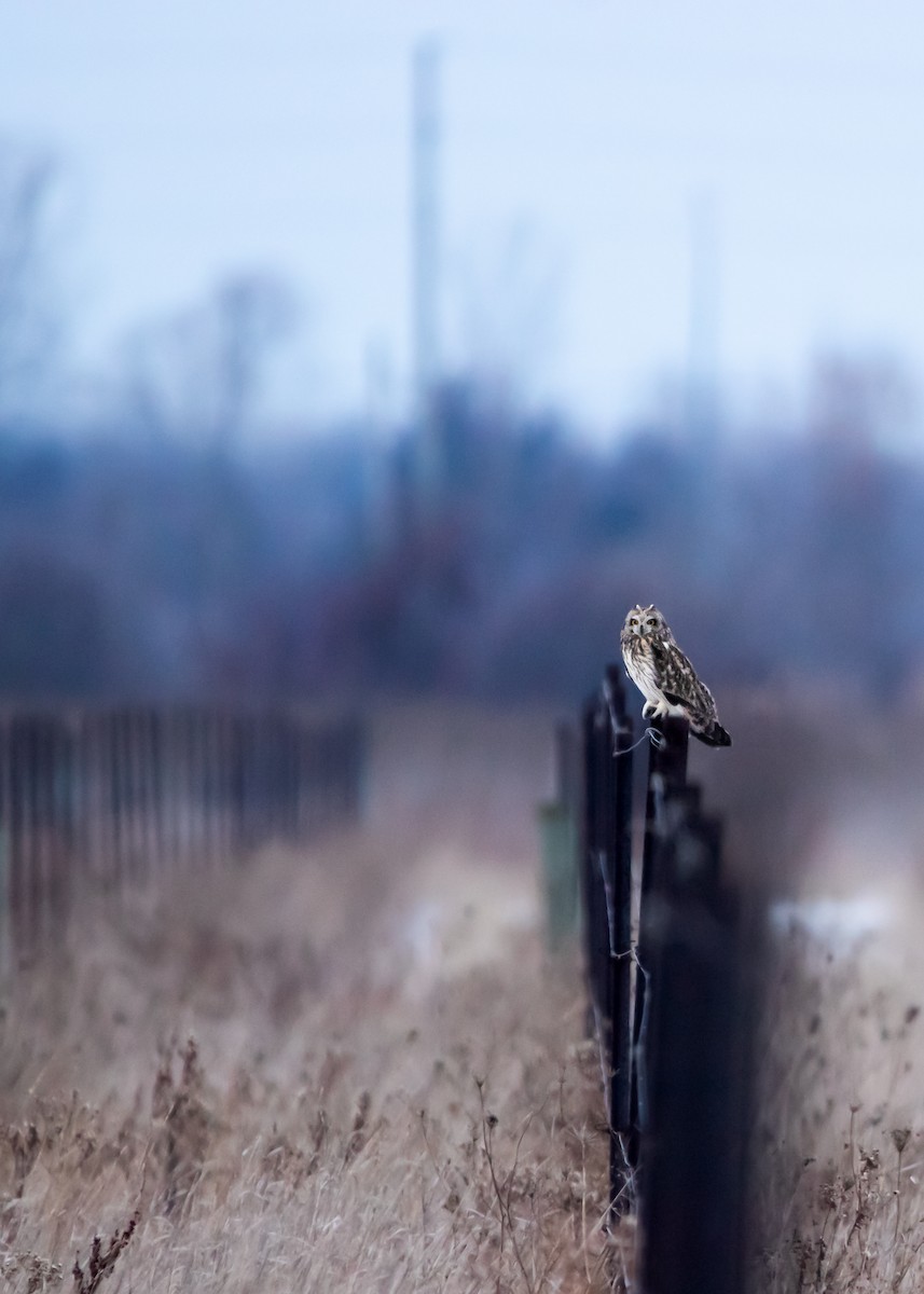 Short-eared Owl - ML532335571