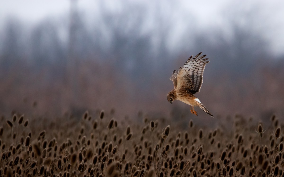 Northern Harrier - Sarah Sharp