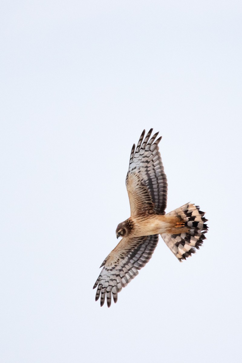 Northern Harrier - ML532335721