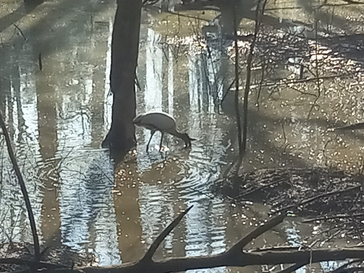 Wood Stork - ML532336461