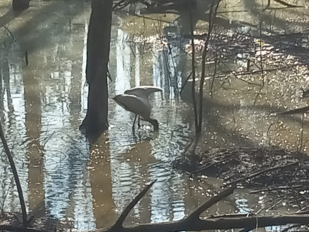 Wood Stork - ML532336931