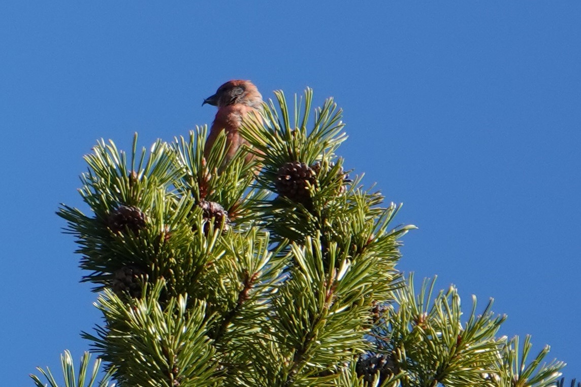 Bec-croisé des sapins - ML532338211