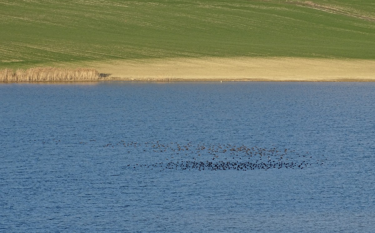 Eurasian Coot - ML532339111