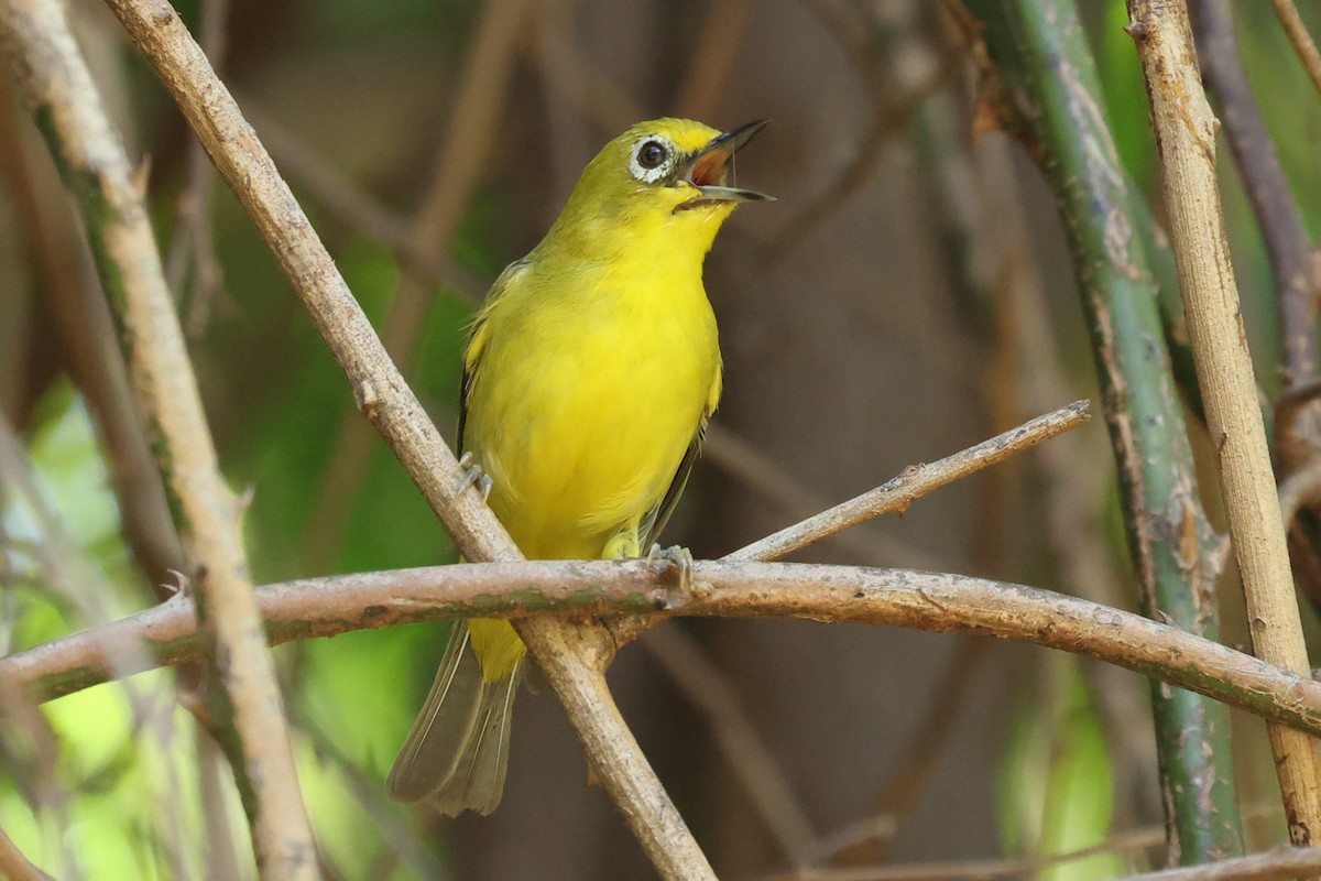 Southern Yellow White-eye - Daniel Engelbrecht - Birding Ecotours