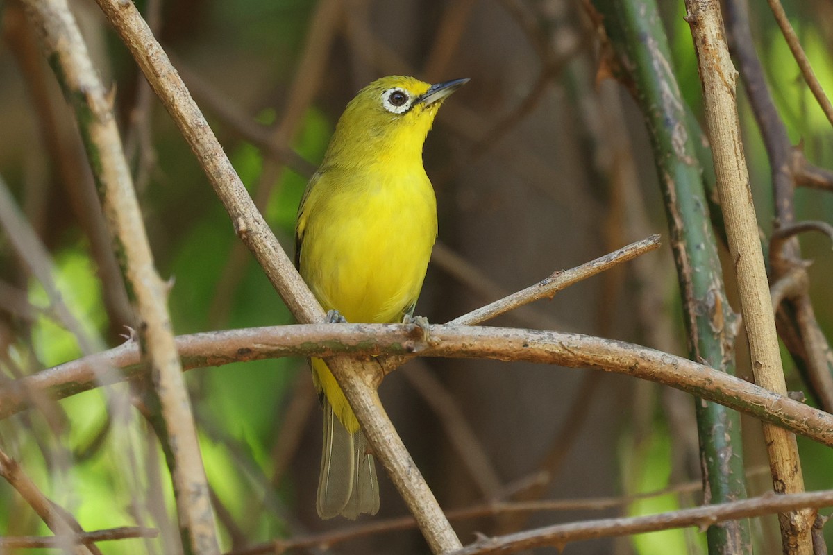 Southern Yellow White-eye - ML532340471