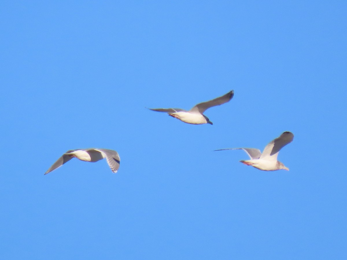 Glaucous-winged Gull - ML532342771