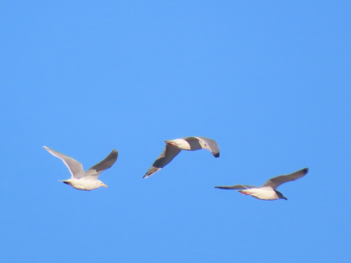 Glaucous-winged Gull - ML532342781