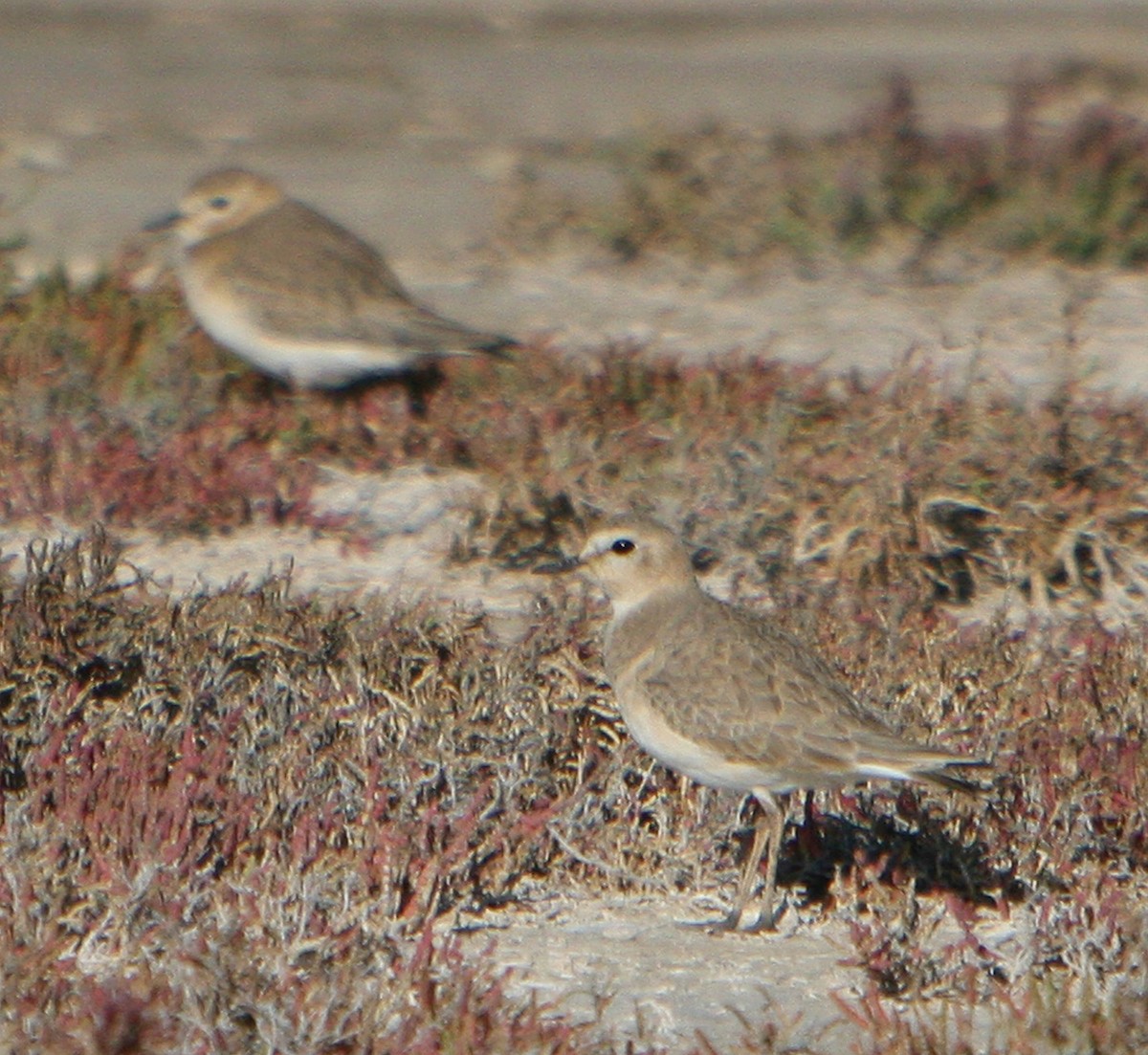 Mountain Plover - ML532343071