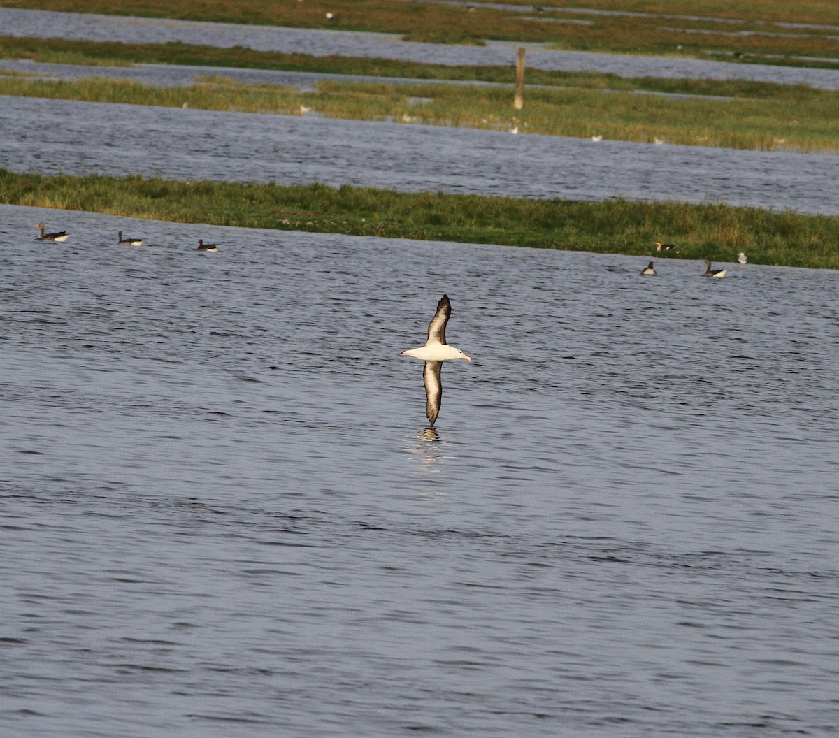 Black-browed Albatross - ML532344041