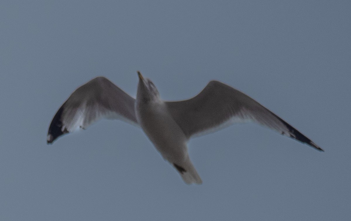 Ring-billed Gull - ML532344151