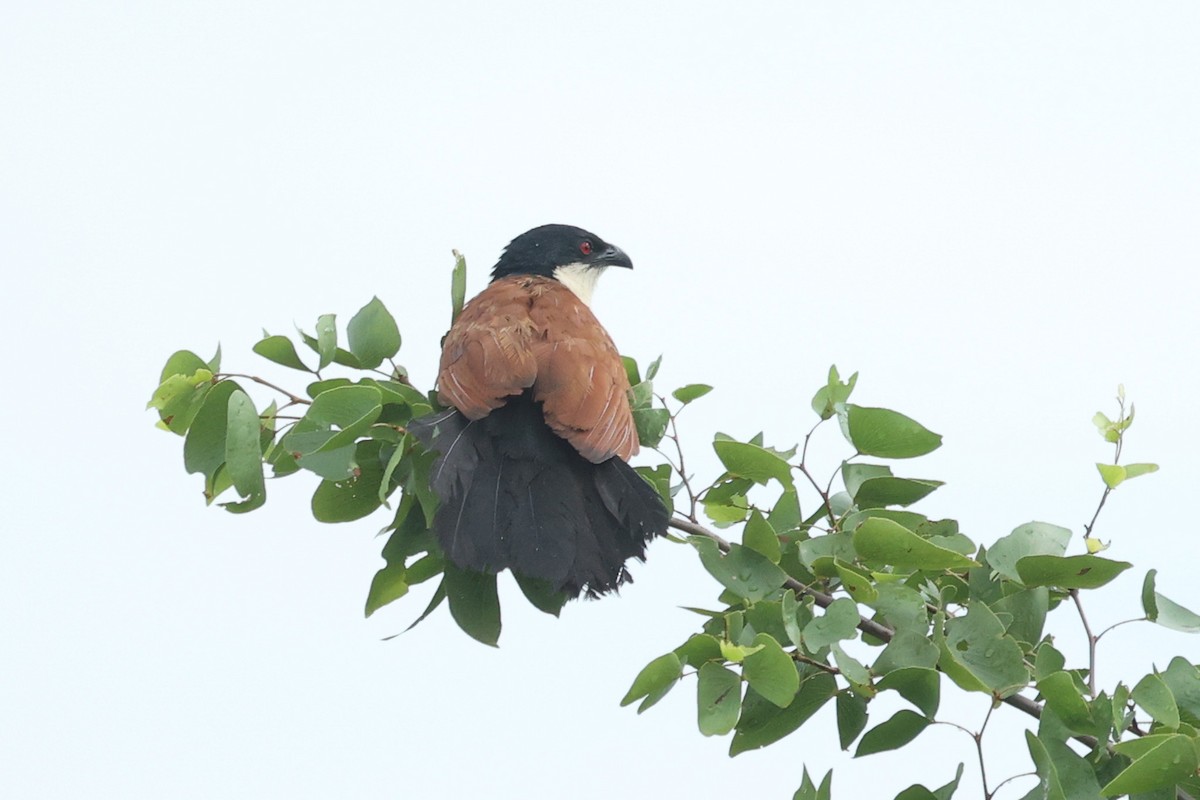 Senegal Coucal - ML532344921