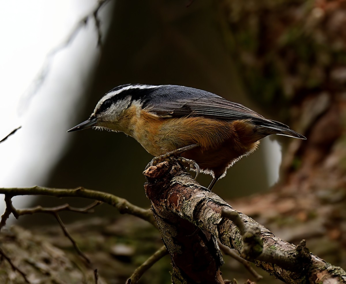 Red-breasted Nuthatch - ML532345021