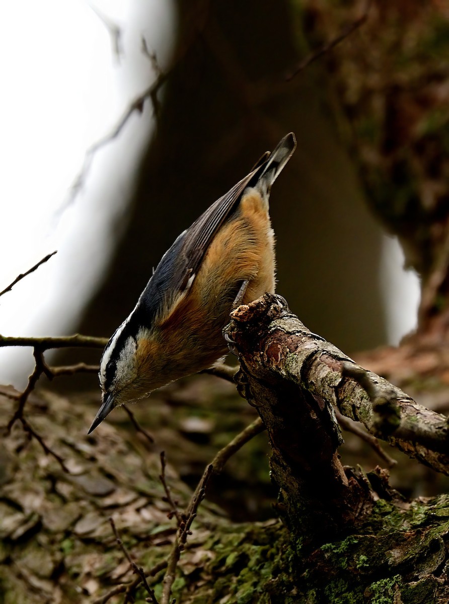 Red-breasted Nuthatch - ML532345031