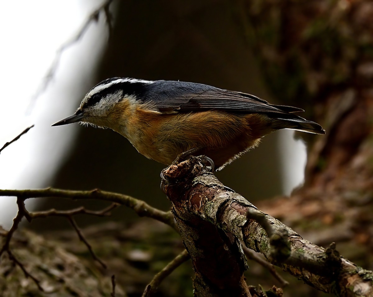 Red-breasted Nuthatch - ML532345041