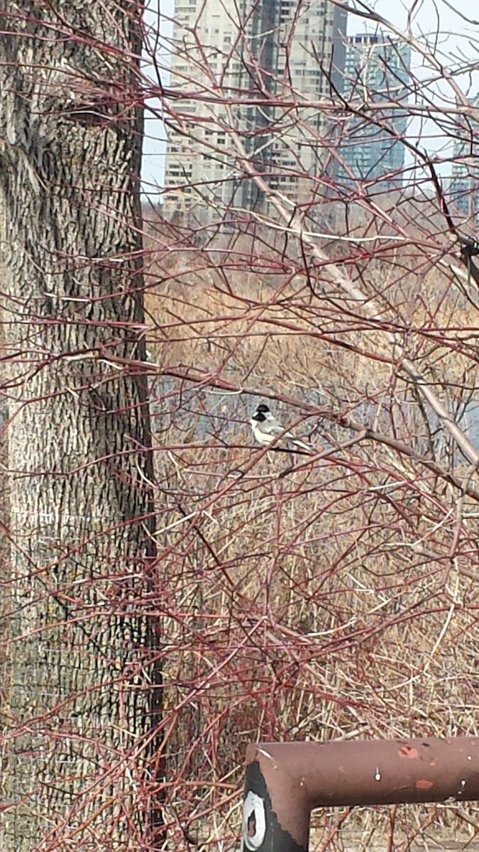 Black-capped Chickadee - ML53234511