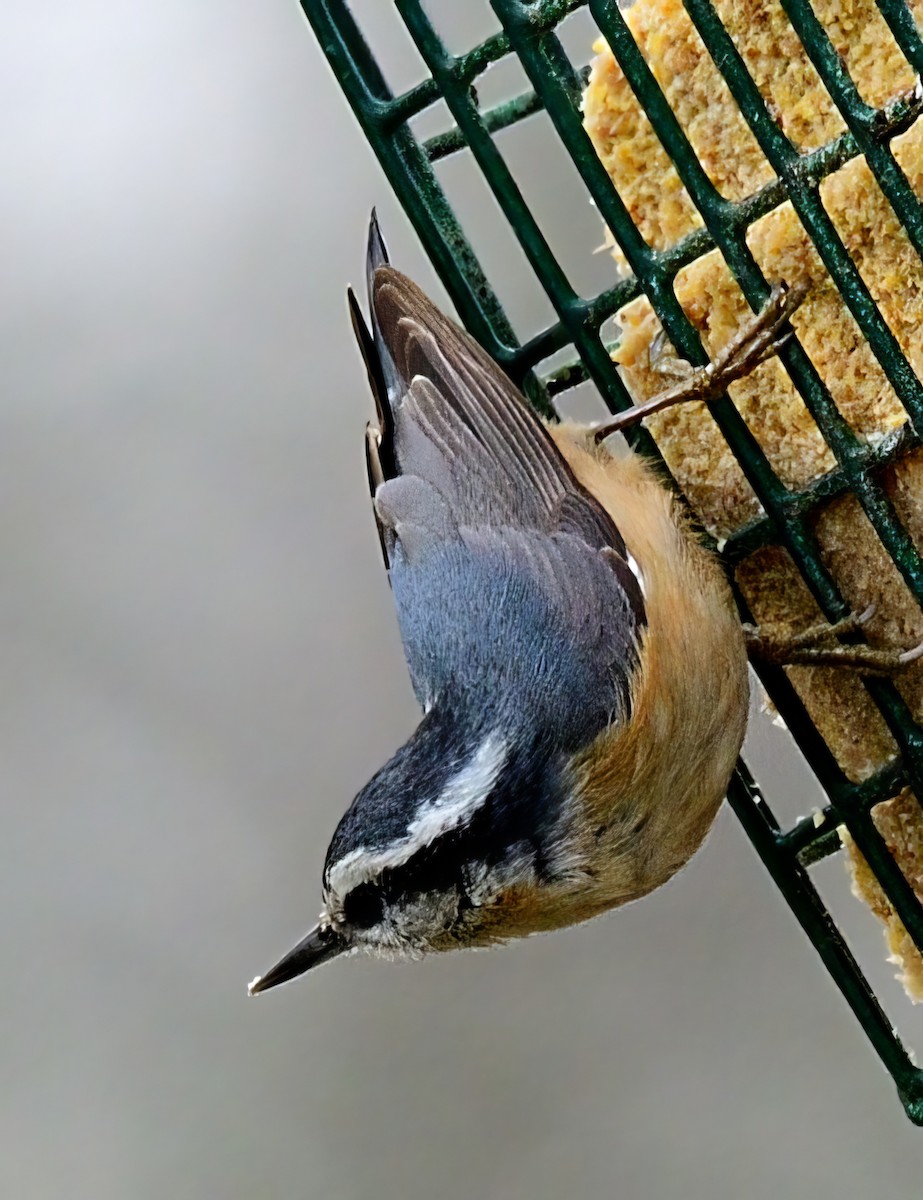 Red-breasted Nuthatch - ML532345201